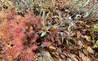 Leave the Leaves – part two!