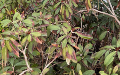 Why Some Popular Plants Don’t Thrive in the Okanagan