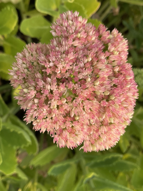 Sedum autumn Joy