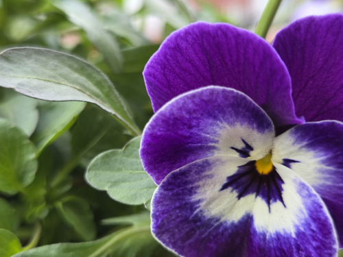 Close-up of Viola Tricolour, OXA Plant of the Month for January 2026