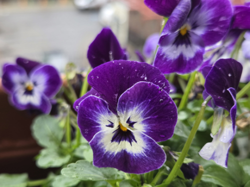 Viola Tricolour, OXA Plant of the Month for January 2026