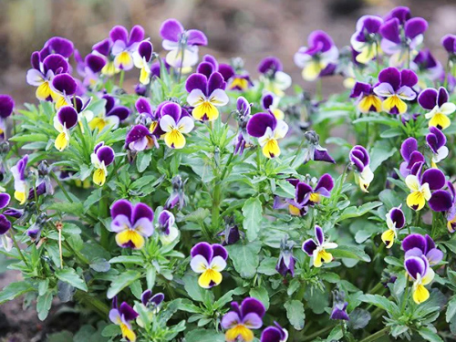 Viola tricolour- Johnny-jump-up