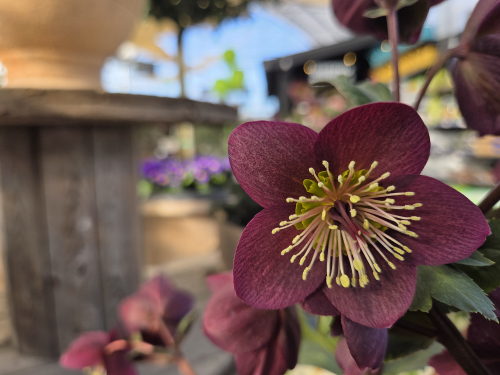 Crimson Hellebore