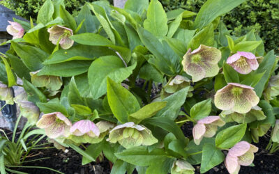 Hellebore