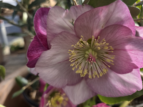 shades of pink Helleboer in the Okanagan