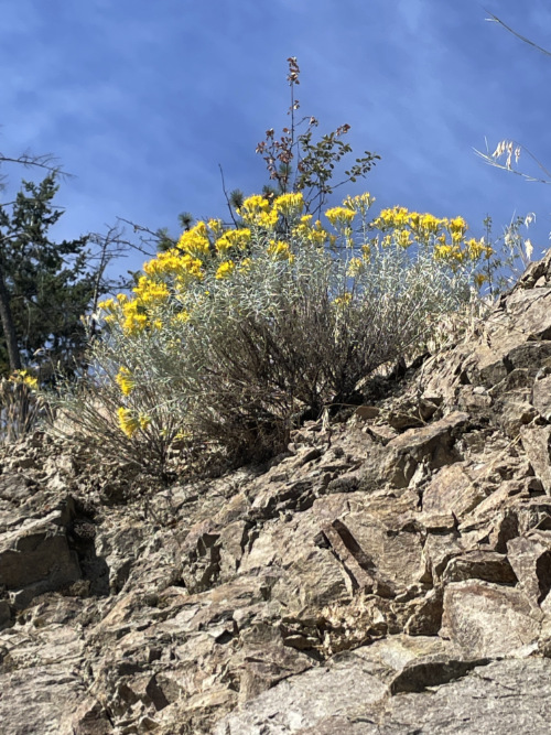 Rabbitbrush - Okanagan Native Plant