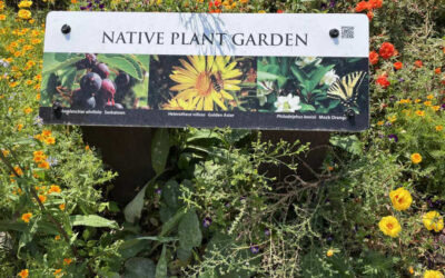 Native Plants in Xeriscape
