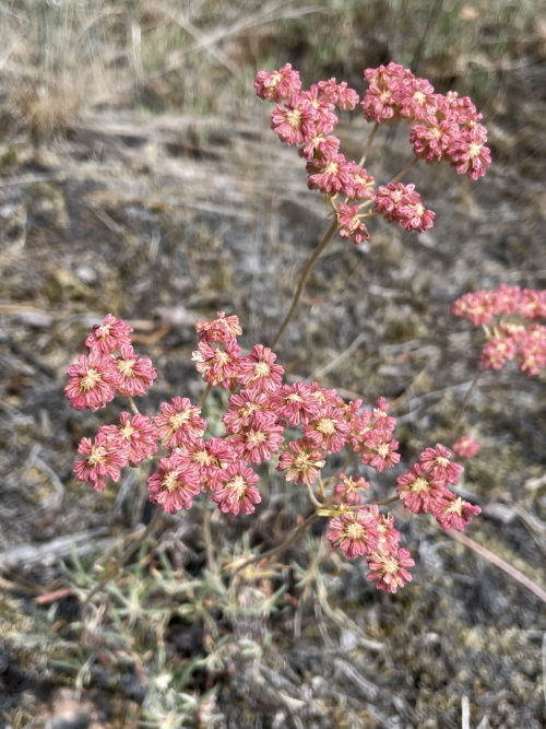 Wild Buckwheat- Native Plant in a xeriscape garden