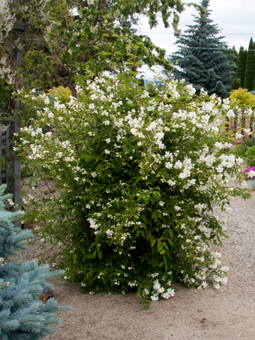 Mock Orange - Okanagan Native Plant Firesmart