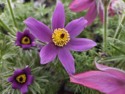 Pulsatilla Vulgaris - Pasque flower, purple variety