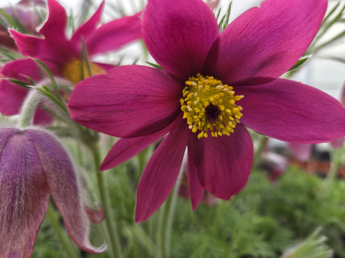 Pulsatilla vulgaris - beautiful Okanagan spring flower