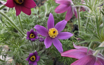 Pulsatilla vulgaris