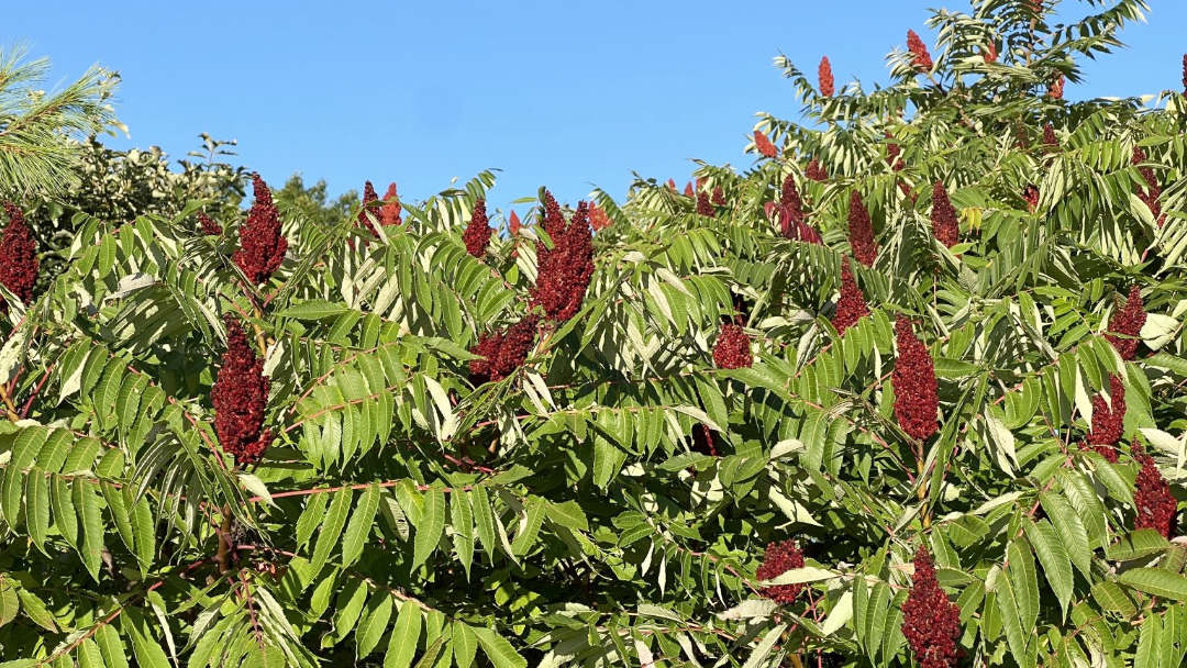 Smooth Sumac, Fire-smart, Okanagan Native plant