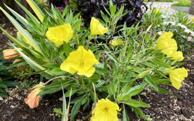 Built for Drought: How Plants Survive the Heat