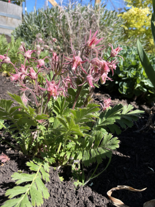 Prairie Smoke (Geum triflorum) Native Plant in a xeriscape garden