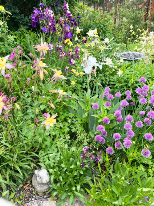 Sharon Spring xeriscape garden in flower Power Tour