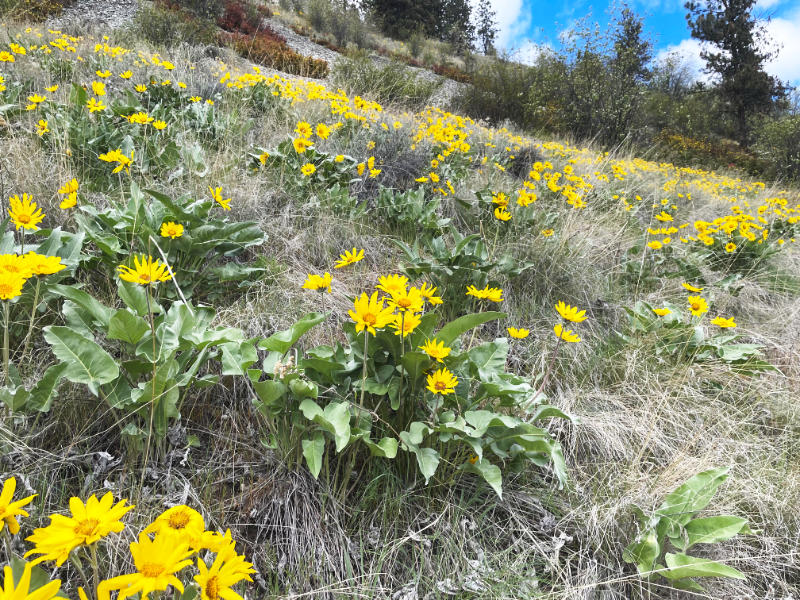 Arrowleaf balsamroot, Okanagan Native plant