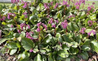 Bergenia cordifolia