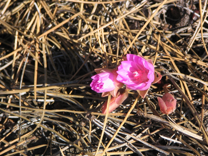 Bitterroot, Okanagan Native plant
