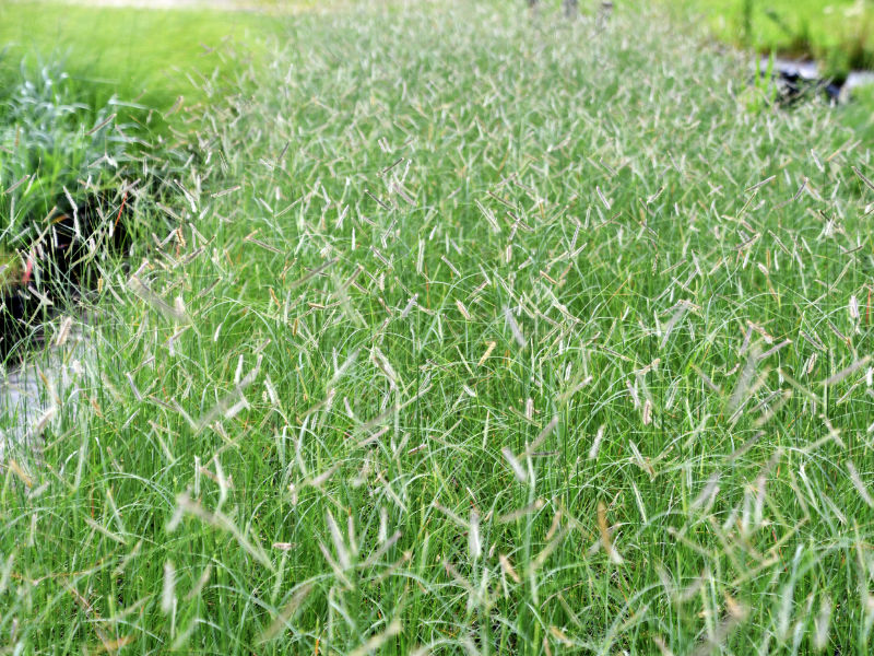 Blue Grama,  Okanagan ornamental grass