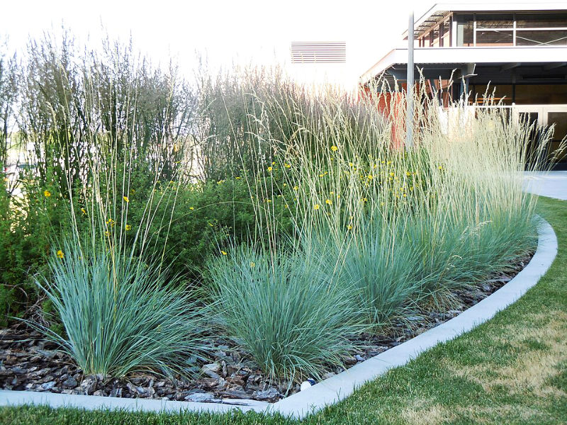 Blue Oat Grass image by Matt Lavin