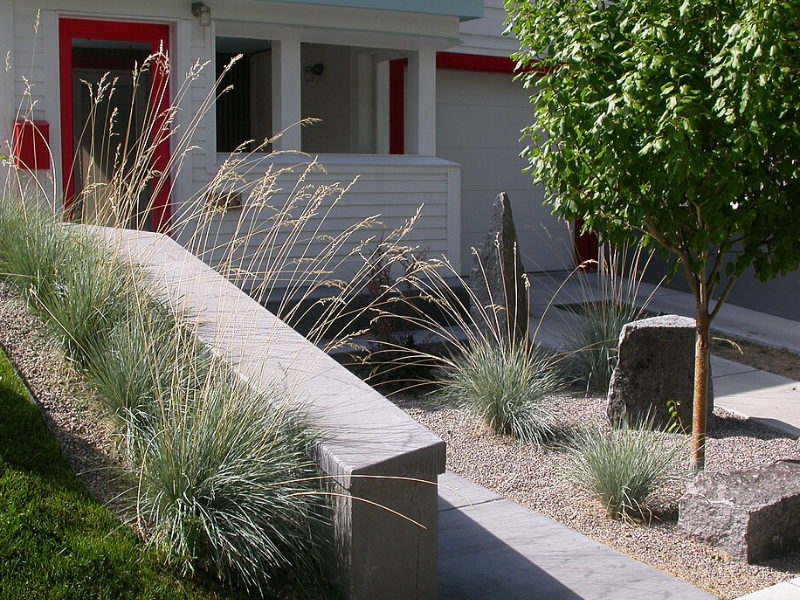 Blue Oat Grass image in a xeriscape garden by Matt Lavin