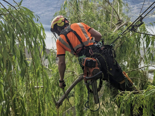 Microbe Tree Inc. arboriculture servi es in the Okanagan