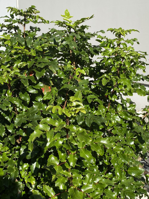 Oregon Grape - Okanagan Native Plant