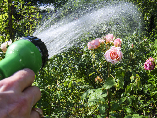 Watering rose garden