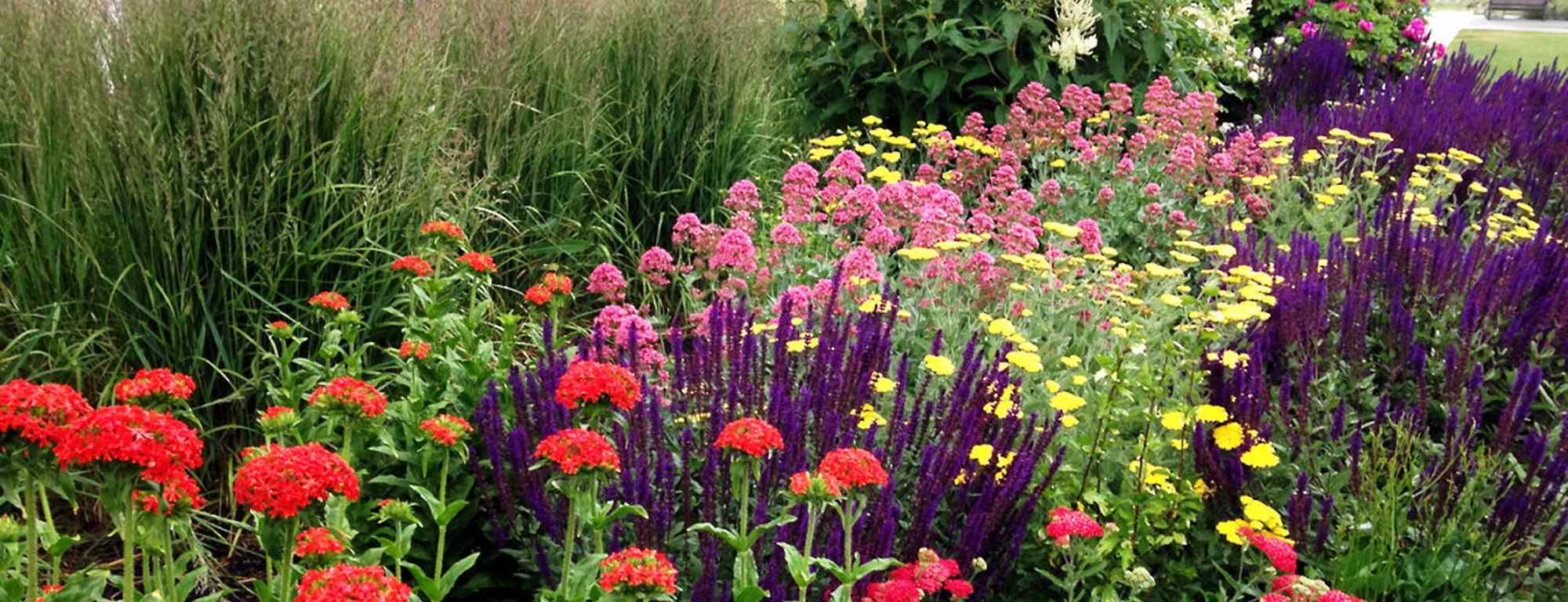 Example of a drought-tolerant xeriscape garden in the okanagan