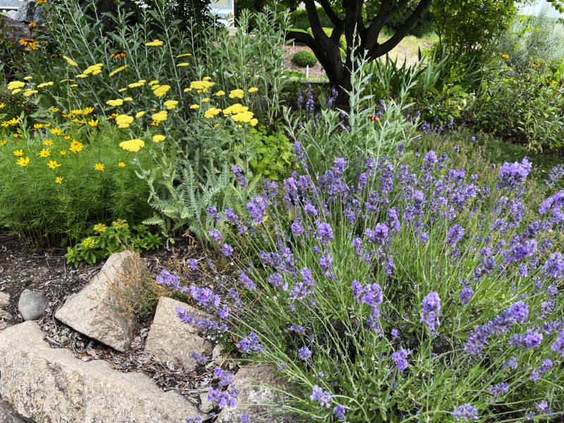 Rabbitbrush - Okanagan Native Plant