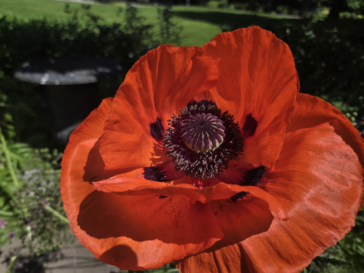 Oriental Poppy - gorgeous red blossom close-up