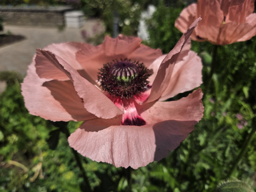 Papaver Orientale- salmon coloured Oriental Poppy