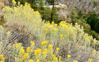 Replace Lawn Area with Okanagan Native Plants
