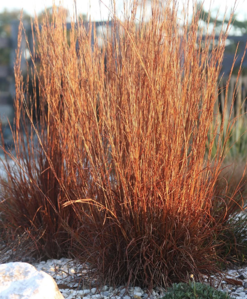 Prairie Smoke (Geum triflorum) Native Plant in a xeriscape garden