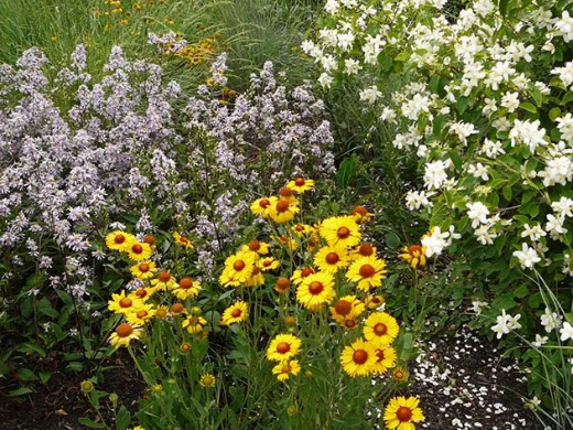 Okanagan Native Plant combinations in a xeriscape garden