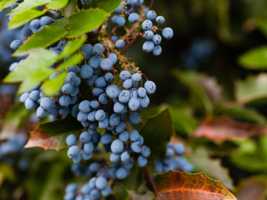 Oregon Grape- Photo by Julia Filirovska