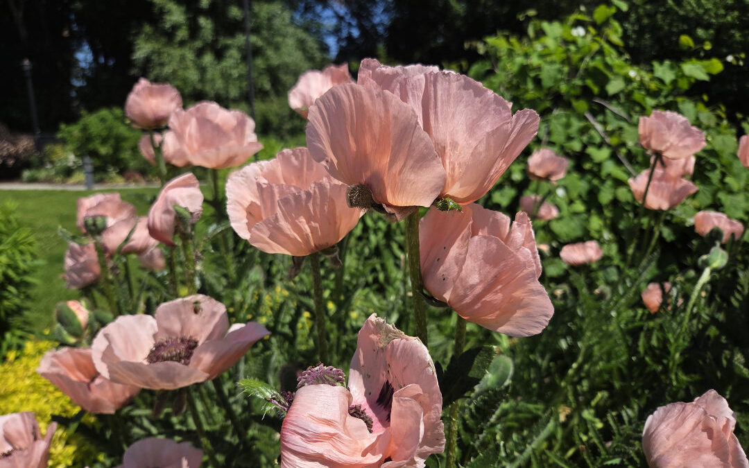 Oriental Poppy