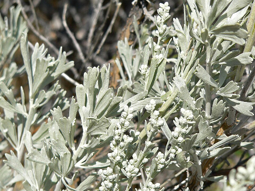 Blue Oat Grass image by Matt Lavin