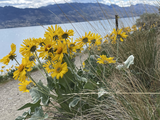 Arrow-leaf Balsamroot,  Okanagan xeriscape plant