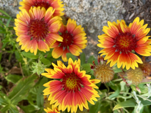 Blanket flower- xeriscape plant with deep roots