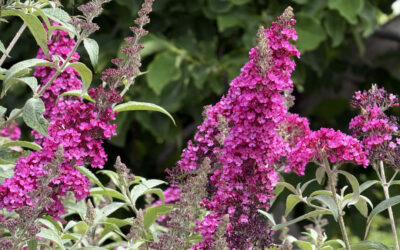 Buddleia davidii