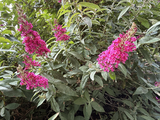 Buddleia davidii, Butterfly Bush blossoms