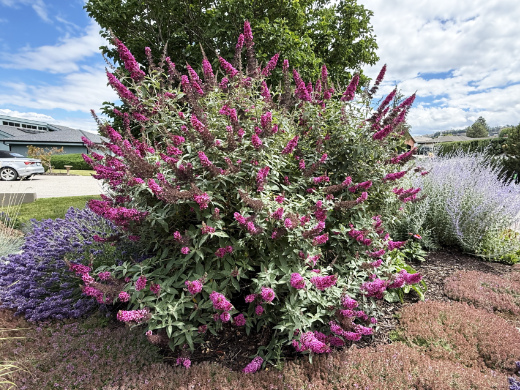Full size Buddleia davidii, Butterfly Bush in a xeriscape garden
