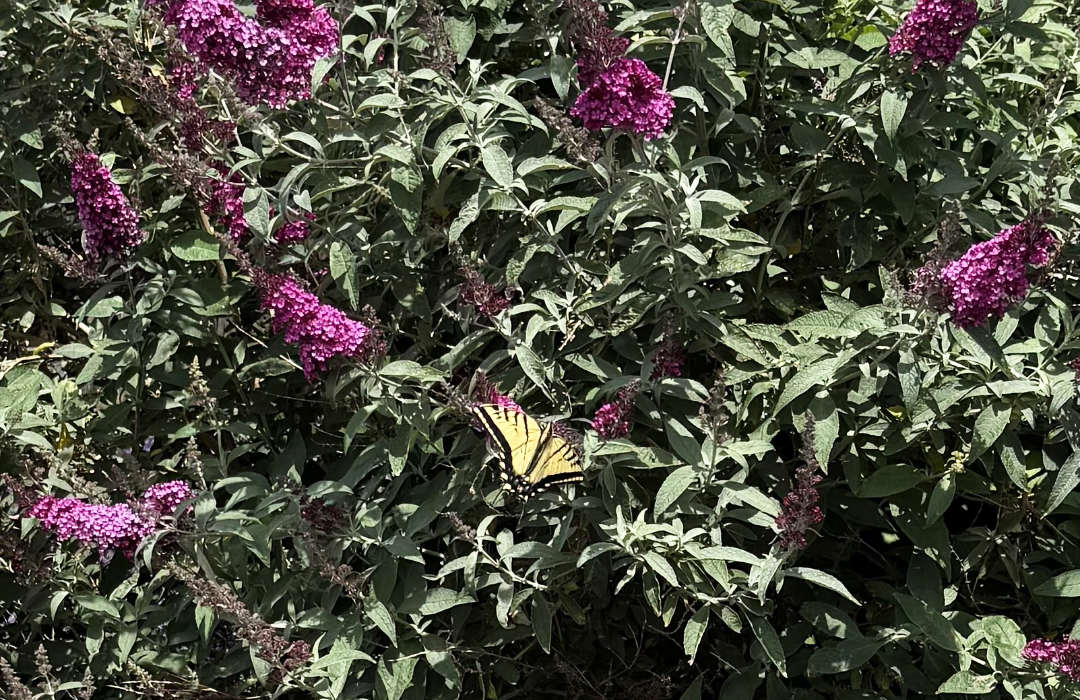 Buddleia davidii, Butterfly Bush with a Swallowtail butterfly