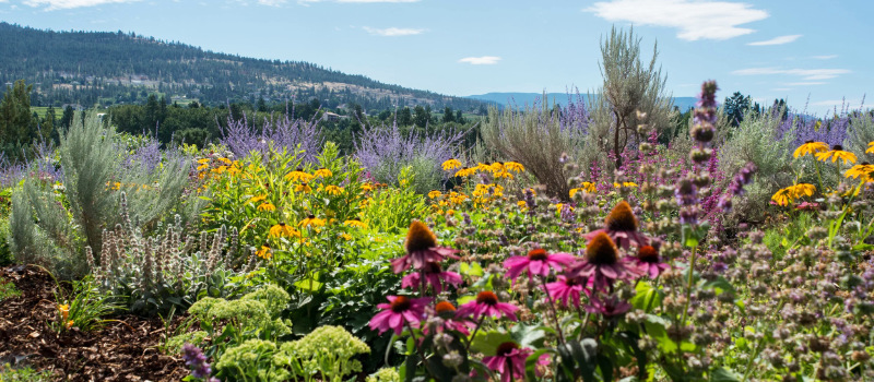 Okanagan Landscape Professional hill top garden