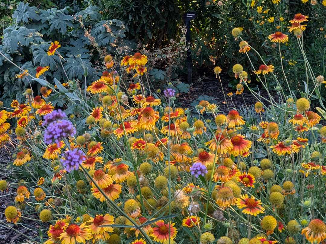 Blanketflower in a xeriscape garden 