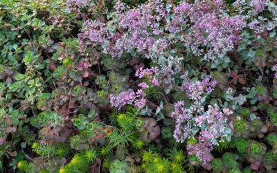 Hidden Adaptations of Xeriscape Plants for Okanagan Gardens