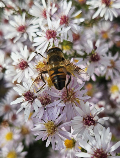Pollinator on Asters