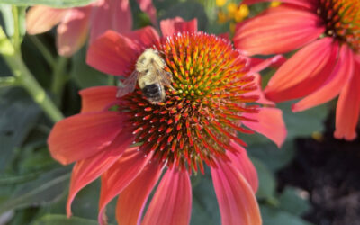 Supporting Pollinators in the Okanagan: A Gardener’s Guide